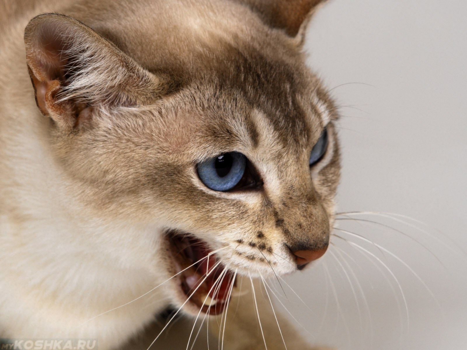 Бешенство у кошек: как предотвратить заражение