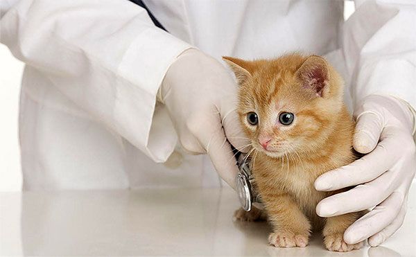 Цистит у кошек: как лечить правильно