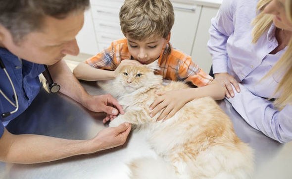 Грыжа у кошки: признаки и лечение