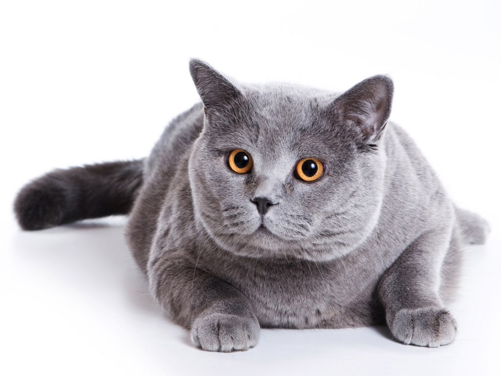 Болезни британских кошек: симптомы и лечение породных заболеваний